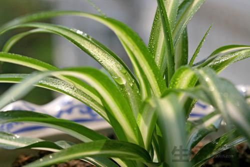 夏季吊兰叶片发黄怎么办