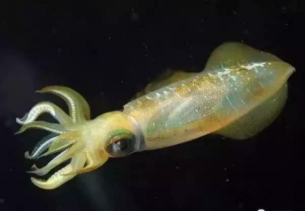 四维生物有哪些