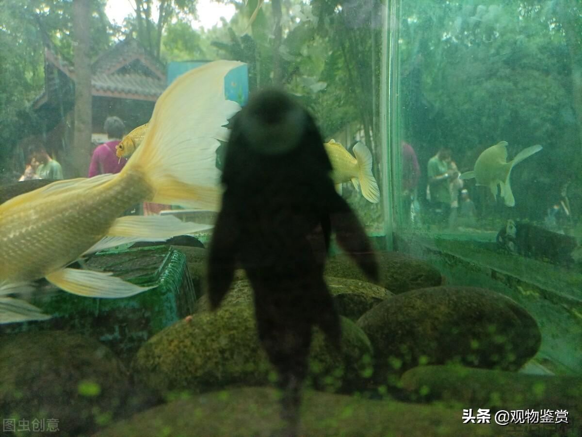 清道夫鱼为什么死不了