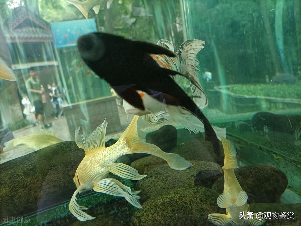 清道夫鱼为什么死不了