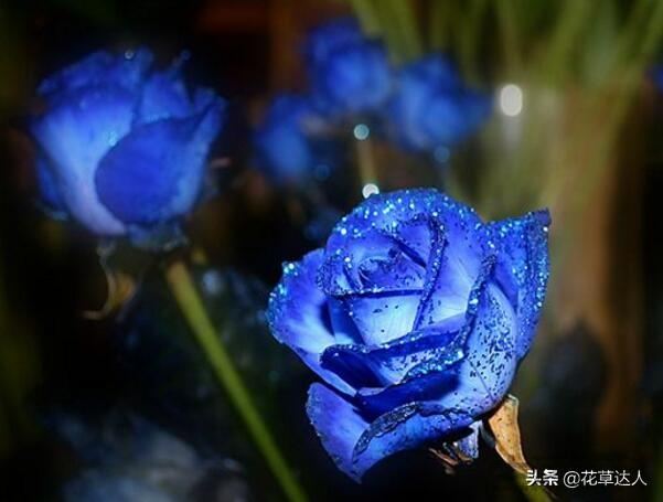 蓝色妖姬玫瑰花语