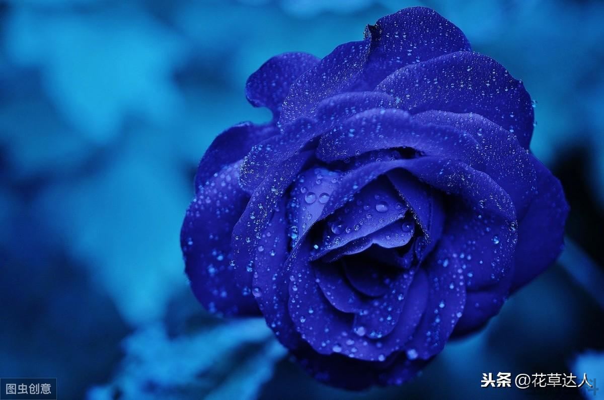 蓝色妖姬玫瑰花语