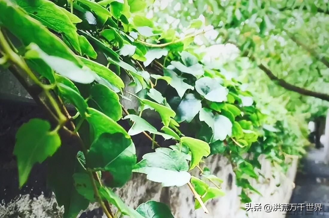 青藤代表什么寓意