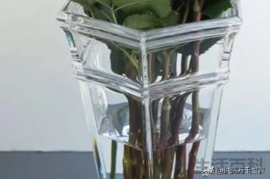 玫瑰花枝剪下来泡水里能活吗
