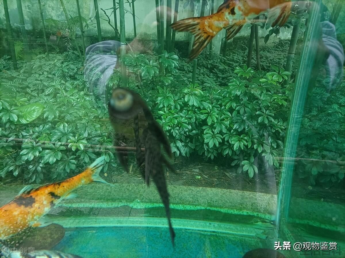 清道夫鱼为什么死不了