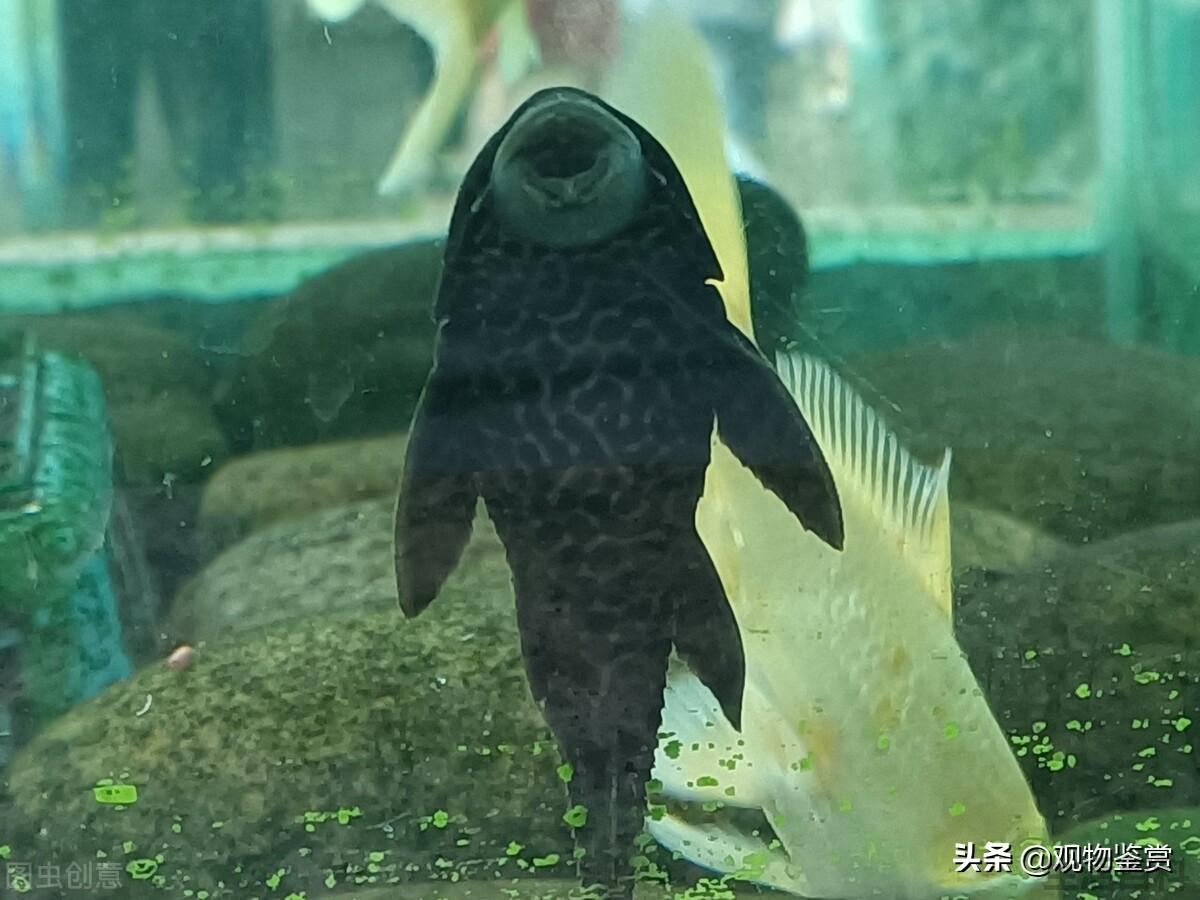 清道夫鱼为什么死不了