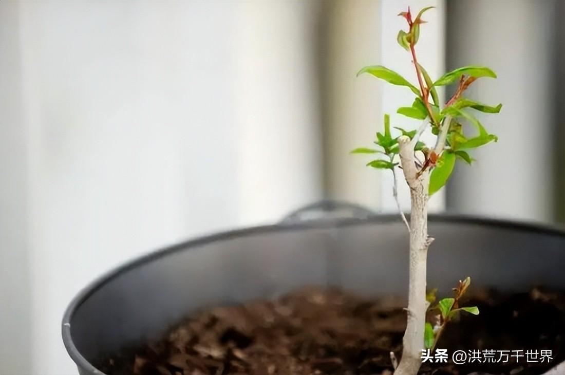 玫瑰花枝剪下来泡水里能活吗