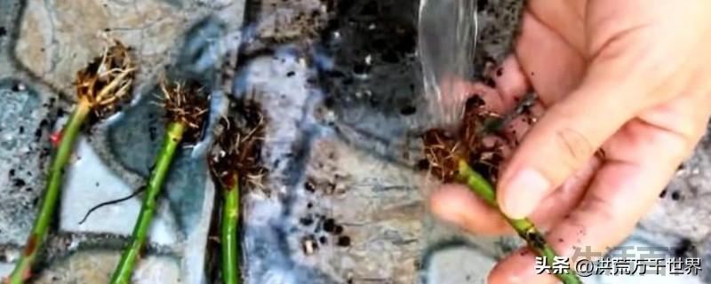 玫瑰花枝剪下来泡水里能活吗