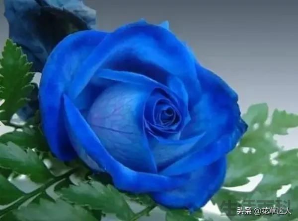 蓝色妖姬玫瑰花语