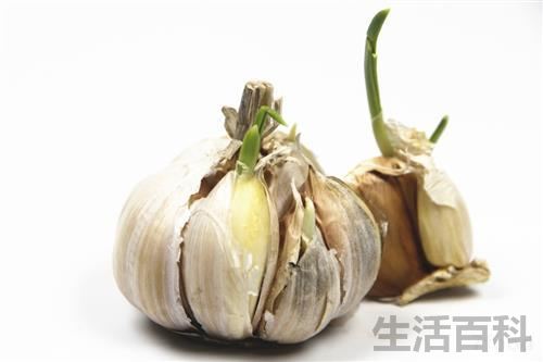 发芽的大蒜子能吃吗
