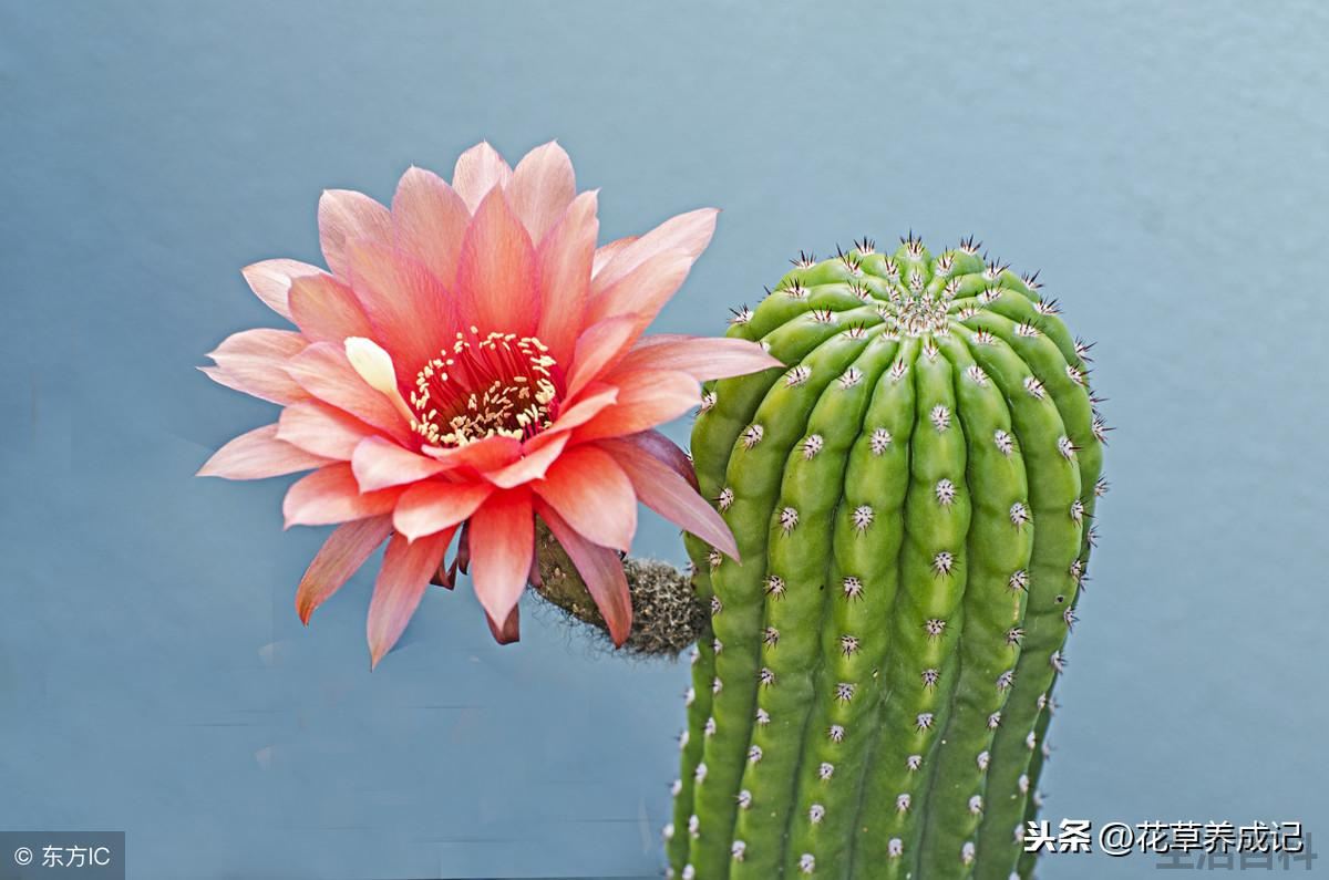 白檀仙人掌不开花怎么办