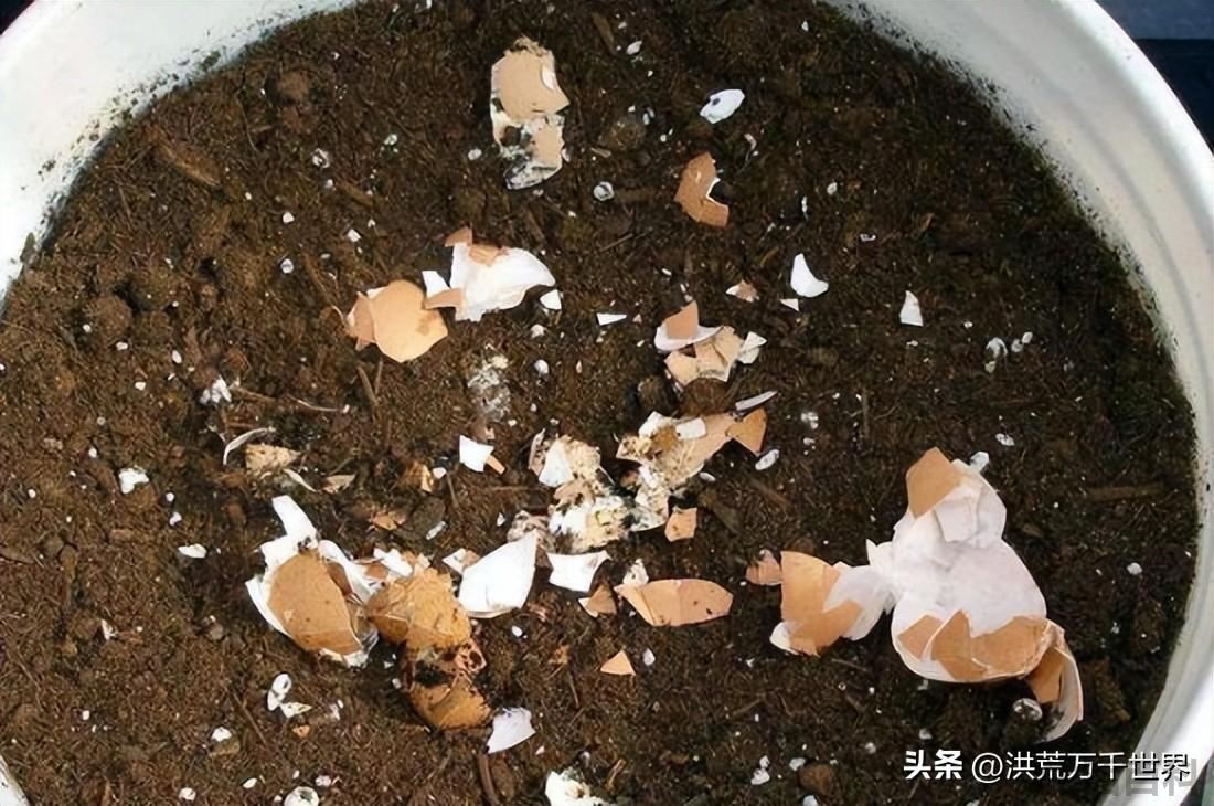 蛋壳泡水发酵后是什么肥料