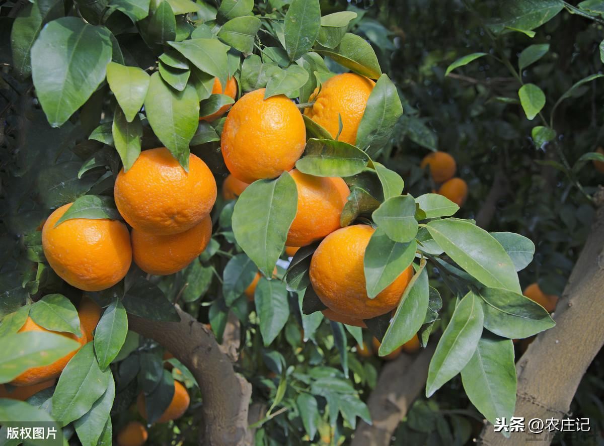 柑橘幼树什么时候摘心最好