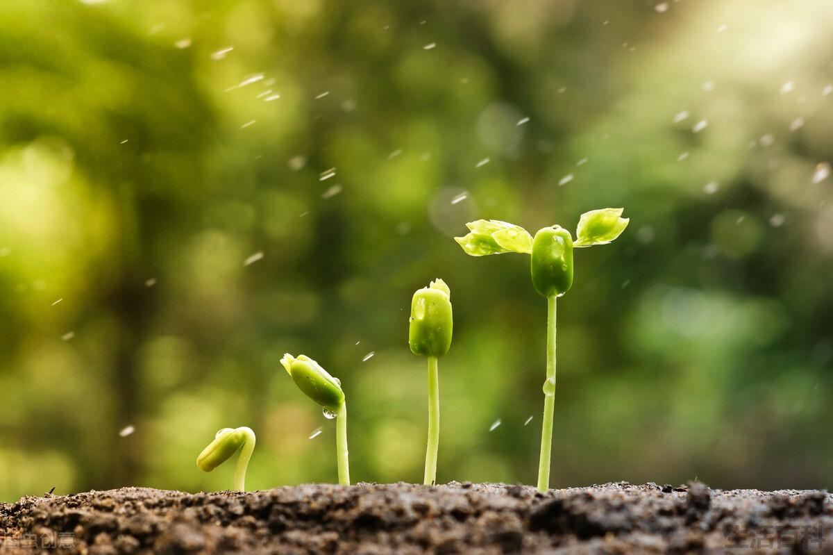 植树节是几月几日