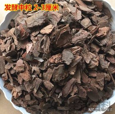 铁皮石斛用什么土种植
