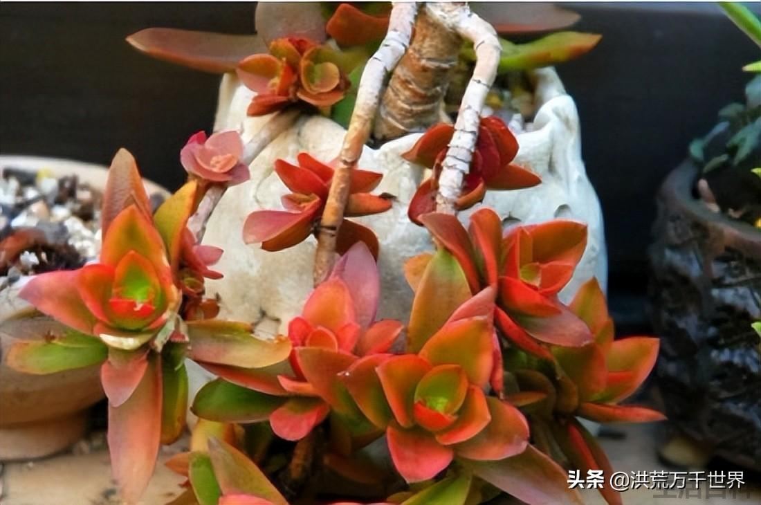 怎么能让火祭变红