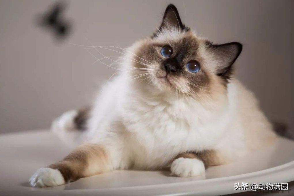 伯曼猫来源简介