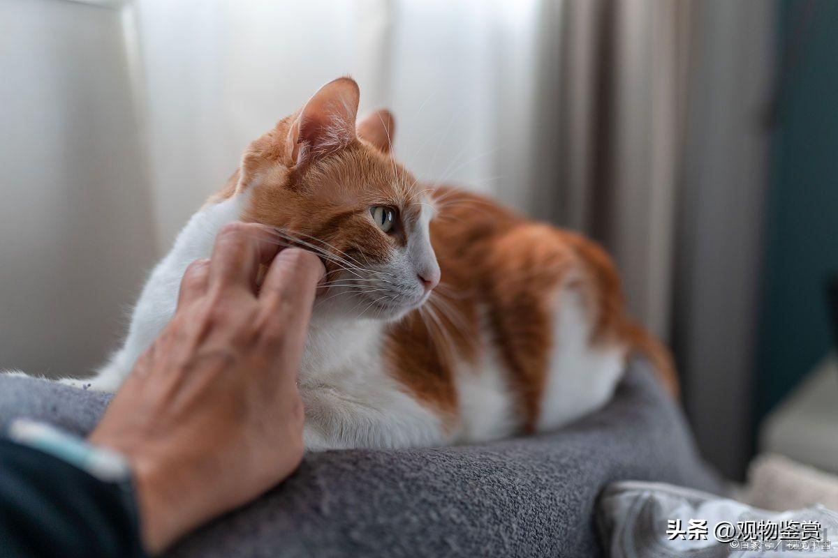 猫咪粘人的表现