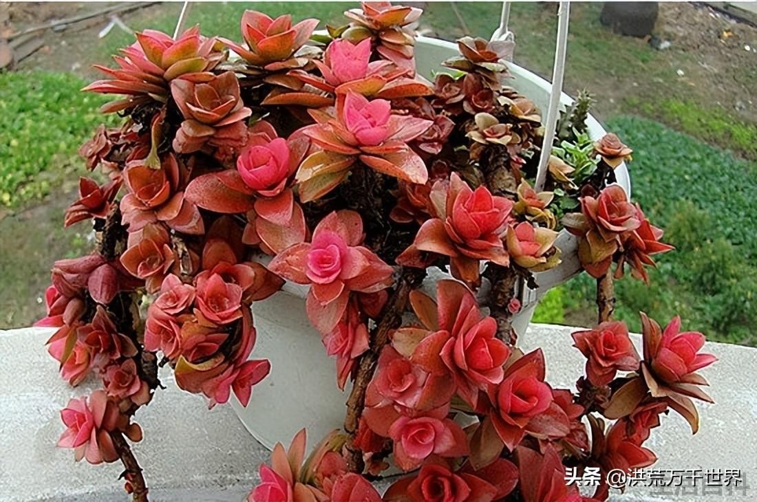 怎么能让火祭变红