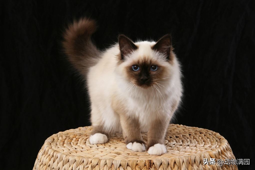 伯曼猫来源简介