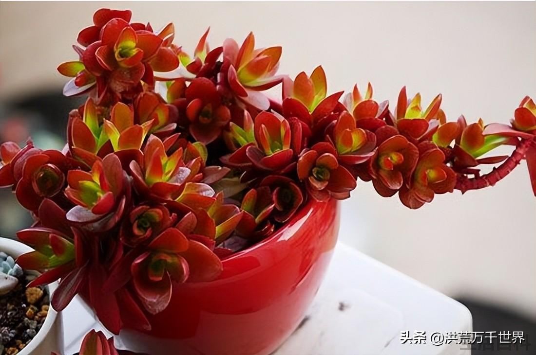 怎么能让火祭变红