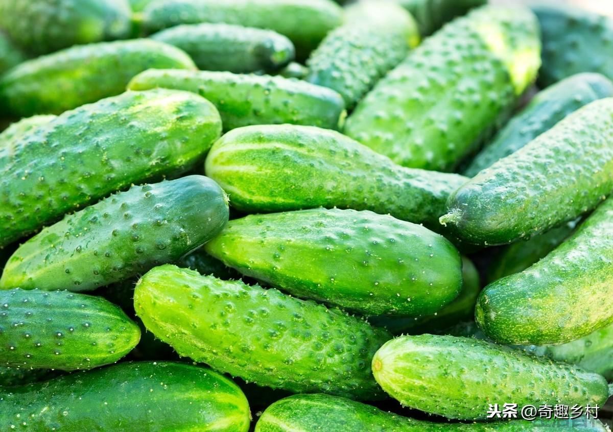 黄瓜可以嫁接吗