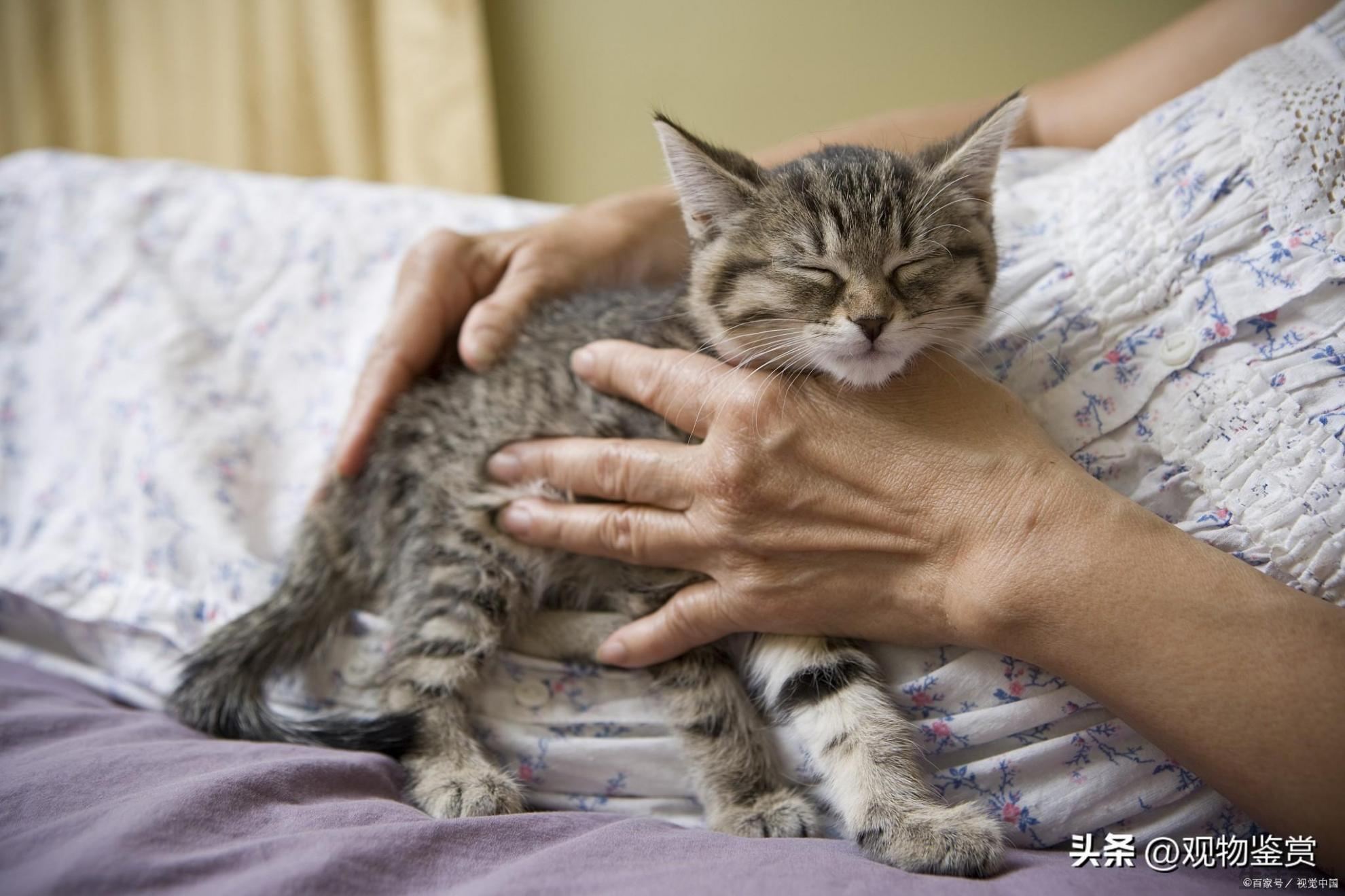 猫咪粘人的表现