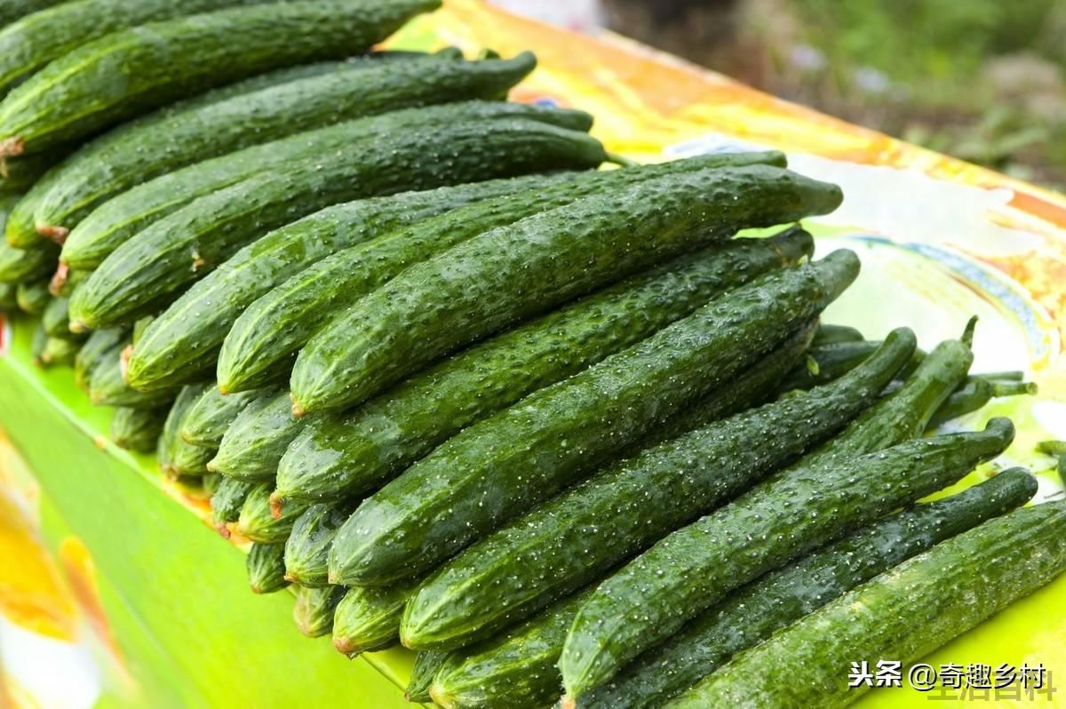 黄瓜可以嫁接吗