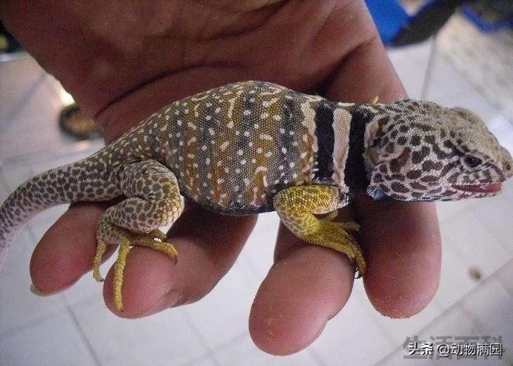 环颈蜥可以养吗