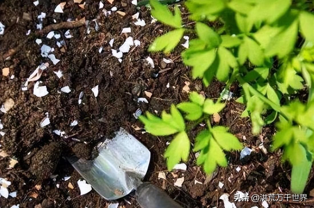 蛋壳泡水发酵后是什么肥料