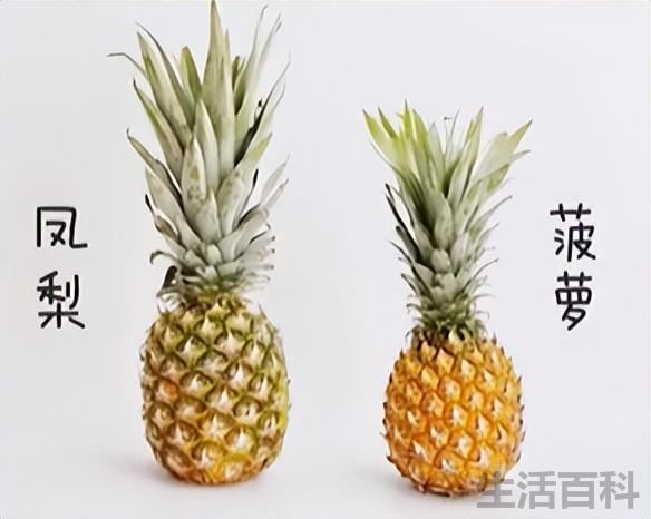 波萝和凤梨是同一种水果吗