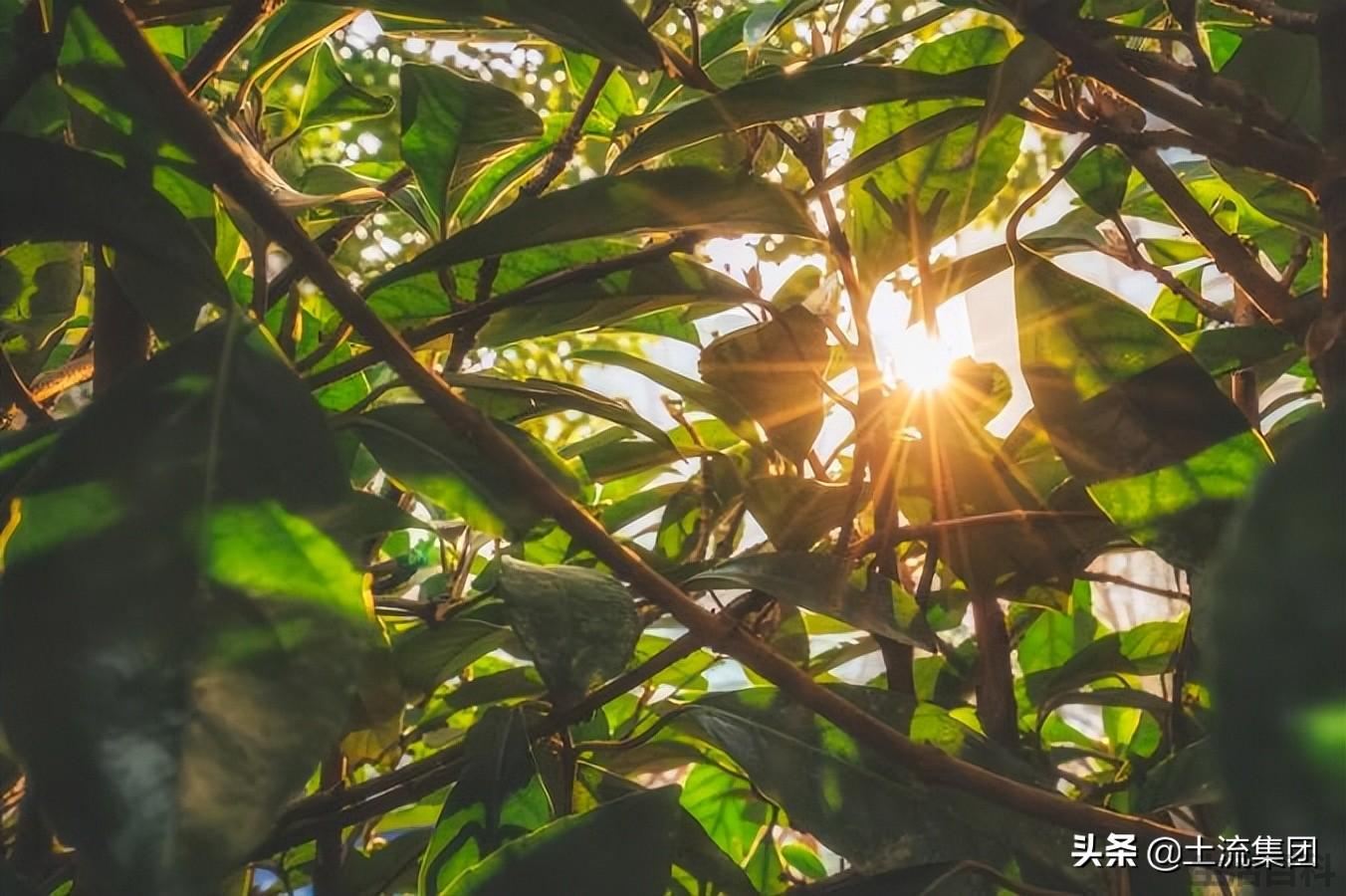 立夏要称体重是什么意思