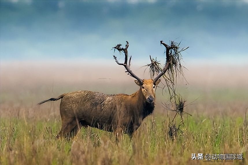 四不像是什么动物