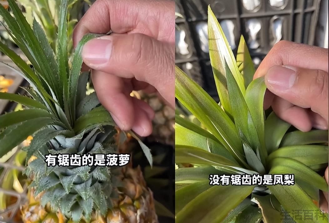 波萝和凤梨是同一种水果吗