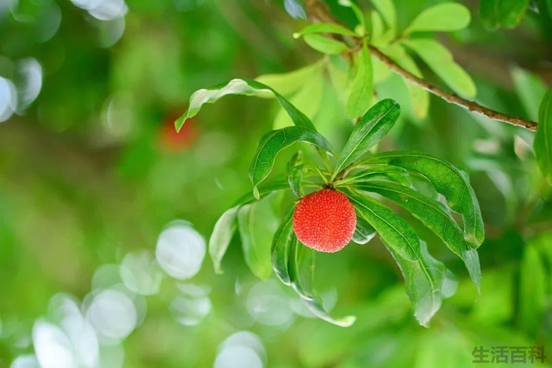 夏天下雨对农作物的影响