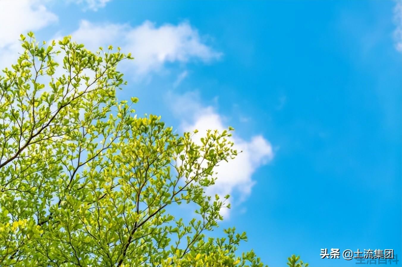 立夏要称体重是什么意思
