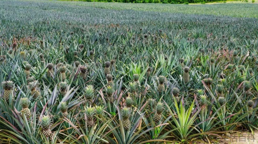 波萝和凤梨是同一种水果吗