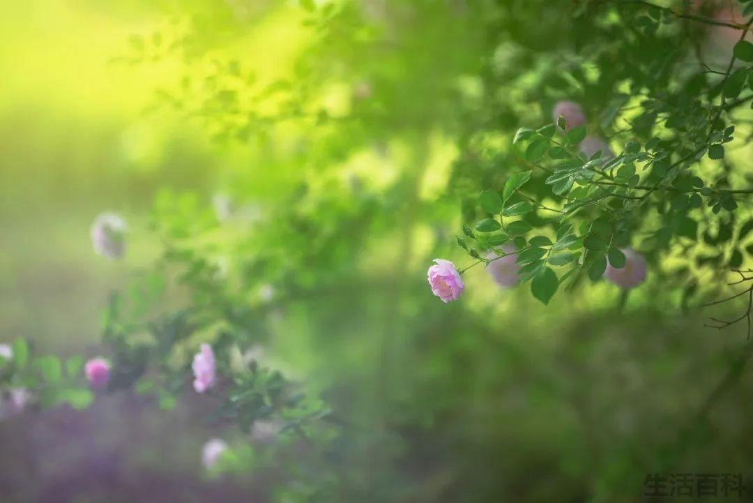 夏天下雨对农作物的影响