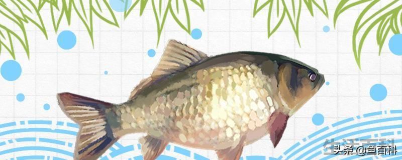 初春钓鲫鱼用什么鱼漂