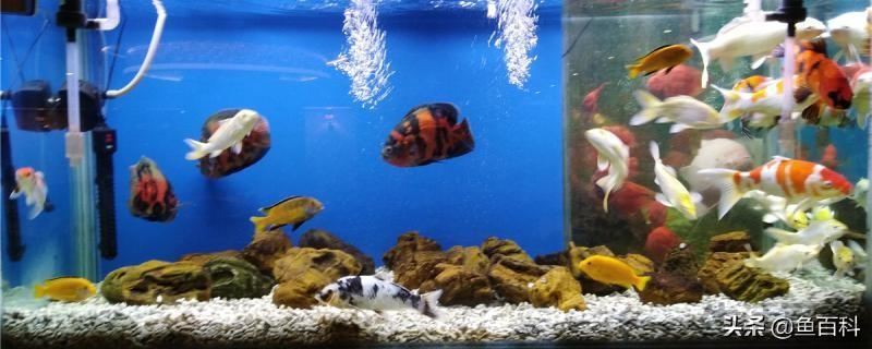 鱼缸水浑浊怎样快速变清