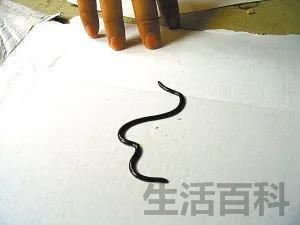 世界上最小的蛇