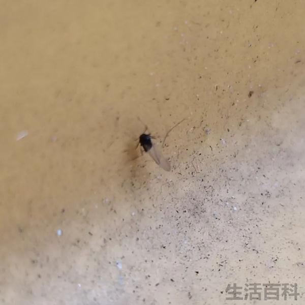 小咬是什么虫子