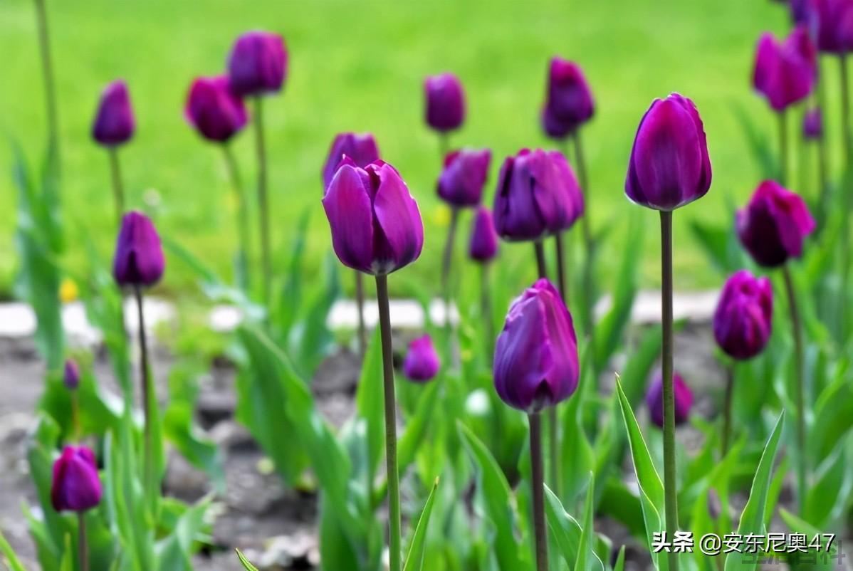 郁金香的花语