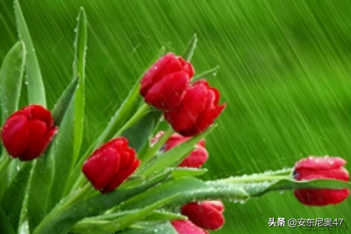 郁金香的花语