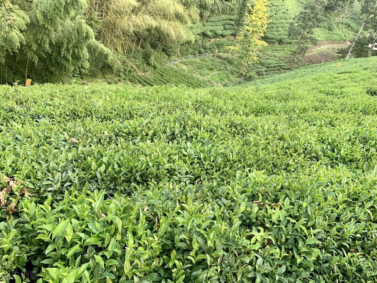 六安瓜片是什么茶