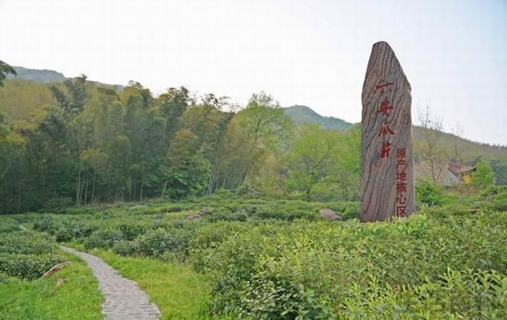 六安瓜片是什么茶