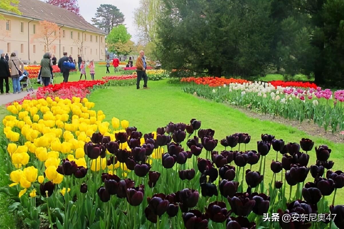 郁金香的花语