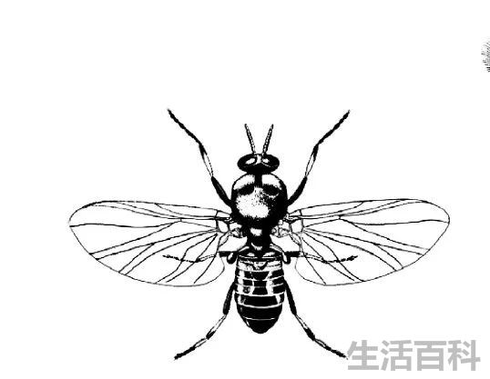 小咬是什么虫子