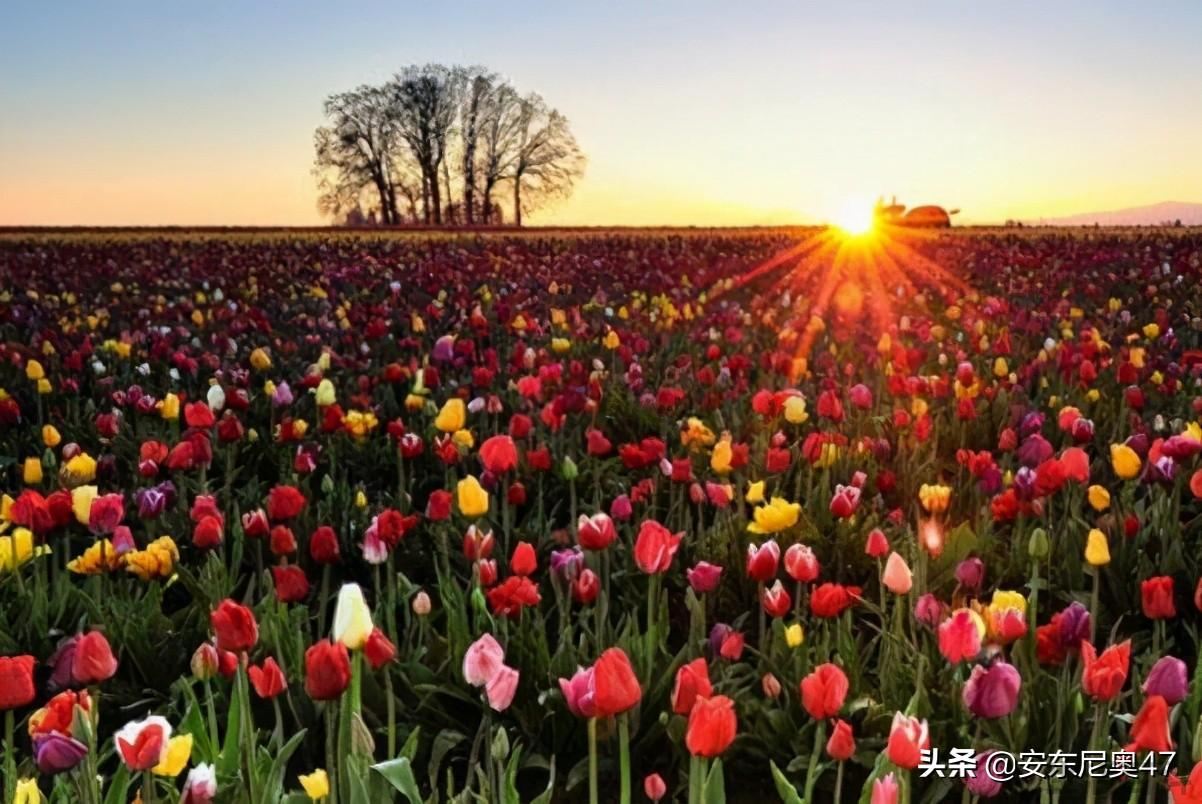 郁金香的花语