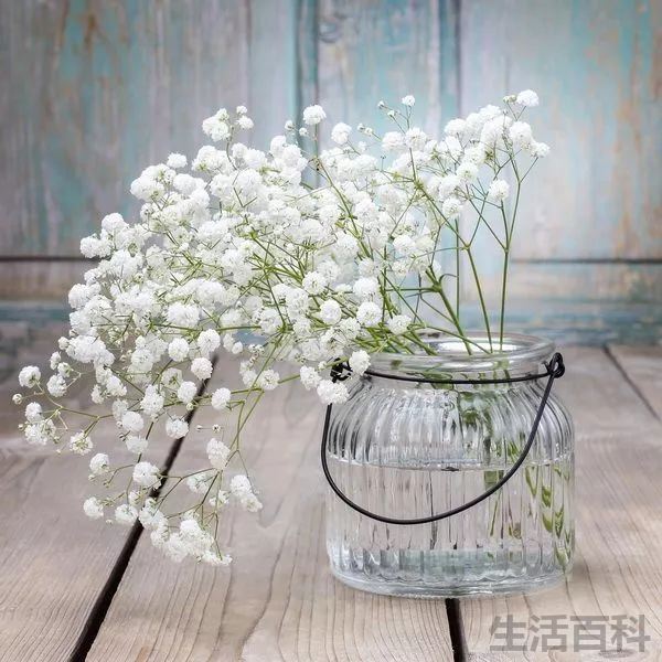 玫瑰花颜色的含义